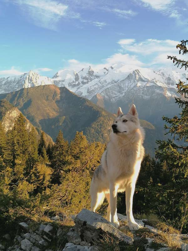 Husky devant les montagnes